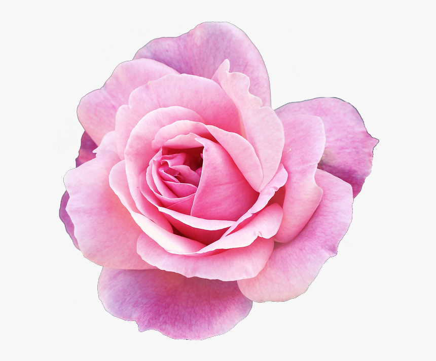 Detail Pink Flowers Png Nomer 21