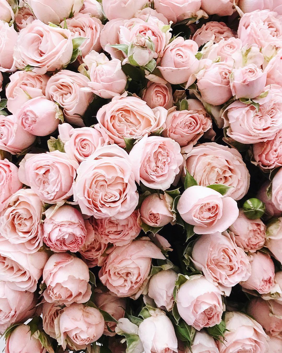 Pink Flowers Tumblr - KibrisPDR