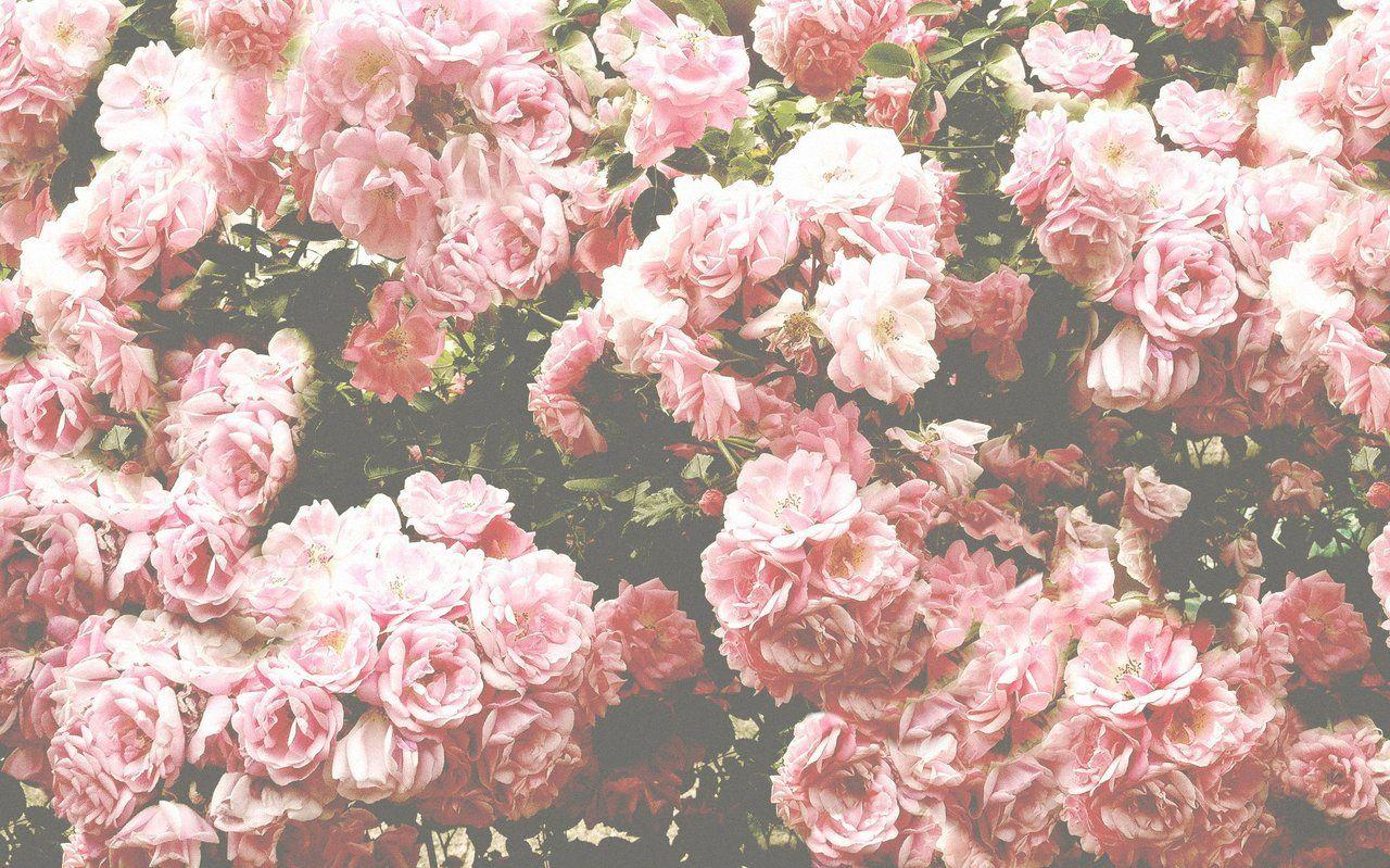 Detail Pink Flowers Tumblr Nomer 19