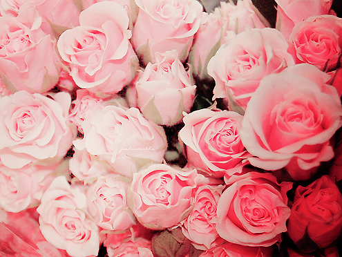 Detail Pink Flowers Tumblr Nomer 25