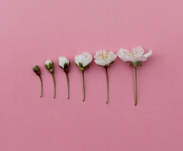 Detail Pink Flowers Tumblr Nomer 4