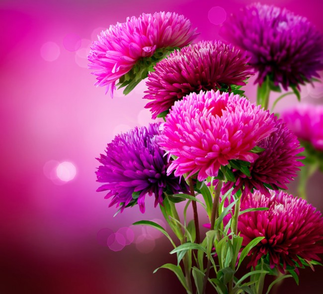 Detail Pink Flowers Wallpaper Nomer 18