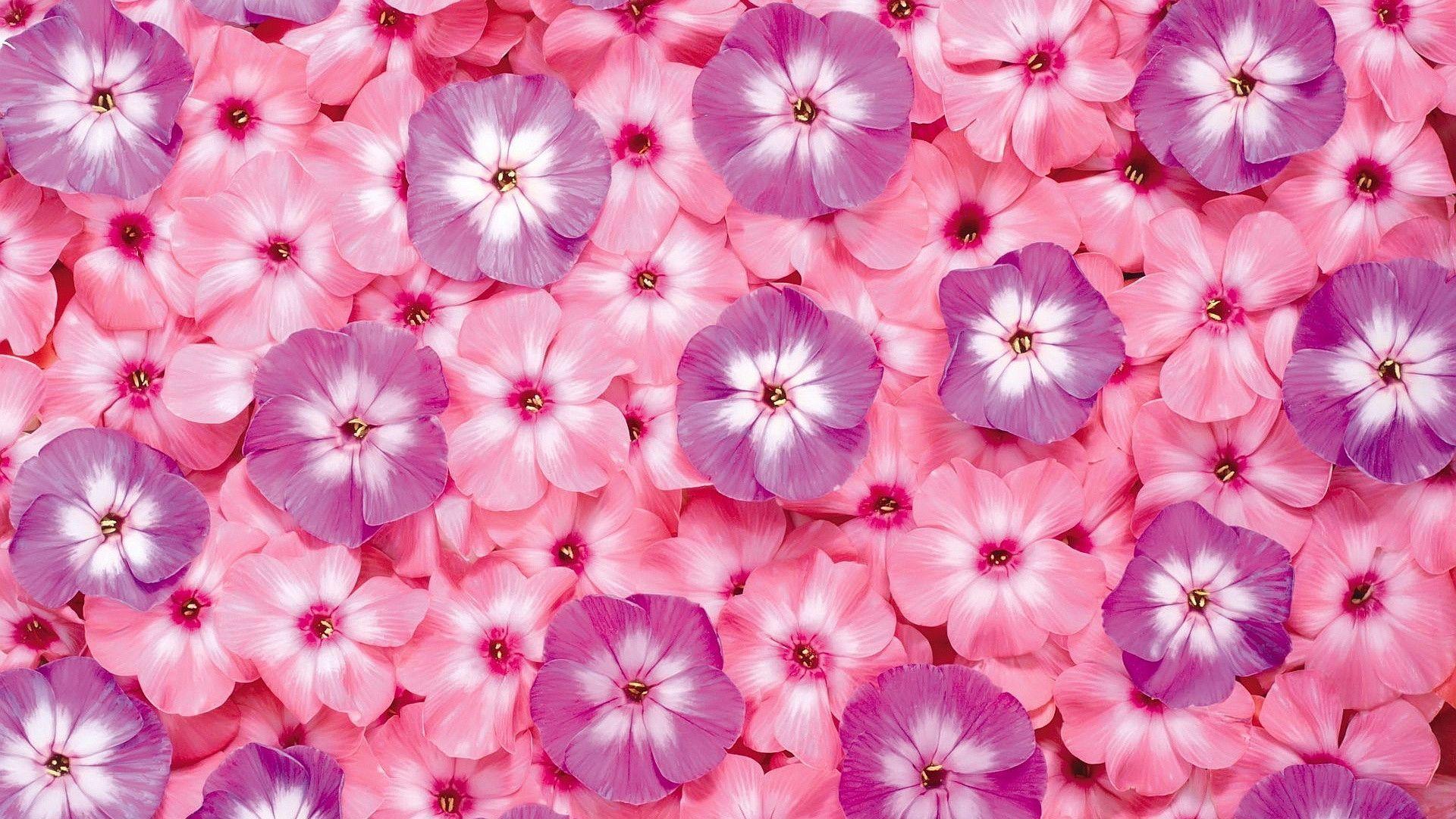 Detail Pink Flowers Wallpaper Nomer 29