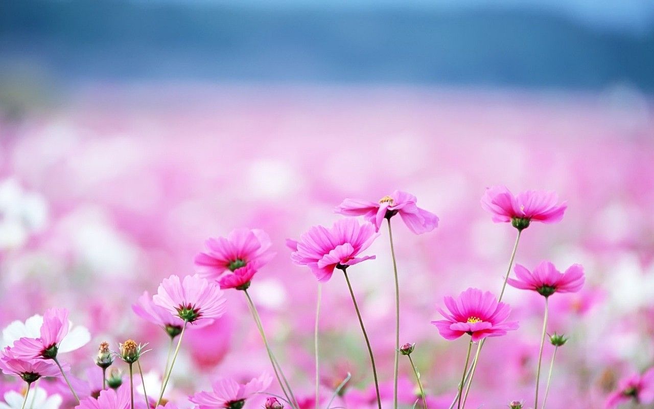 Detail Pink Flowers Wallpaper Nomer 51