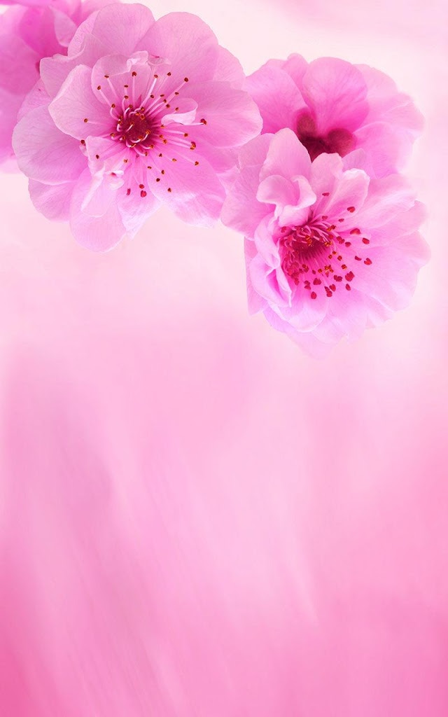 Detail Pink Live Wallpaper Nomer 28