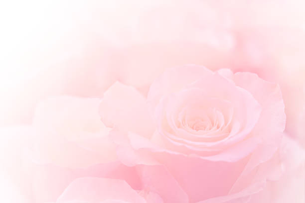 Pink Rose Background - KibrisPDR