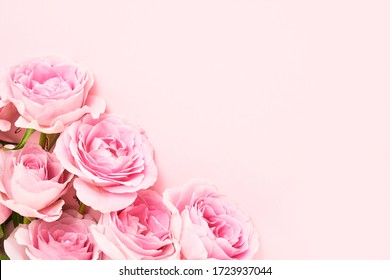 Detail Pink Rose Background Nomer 11