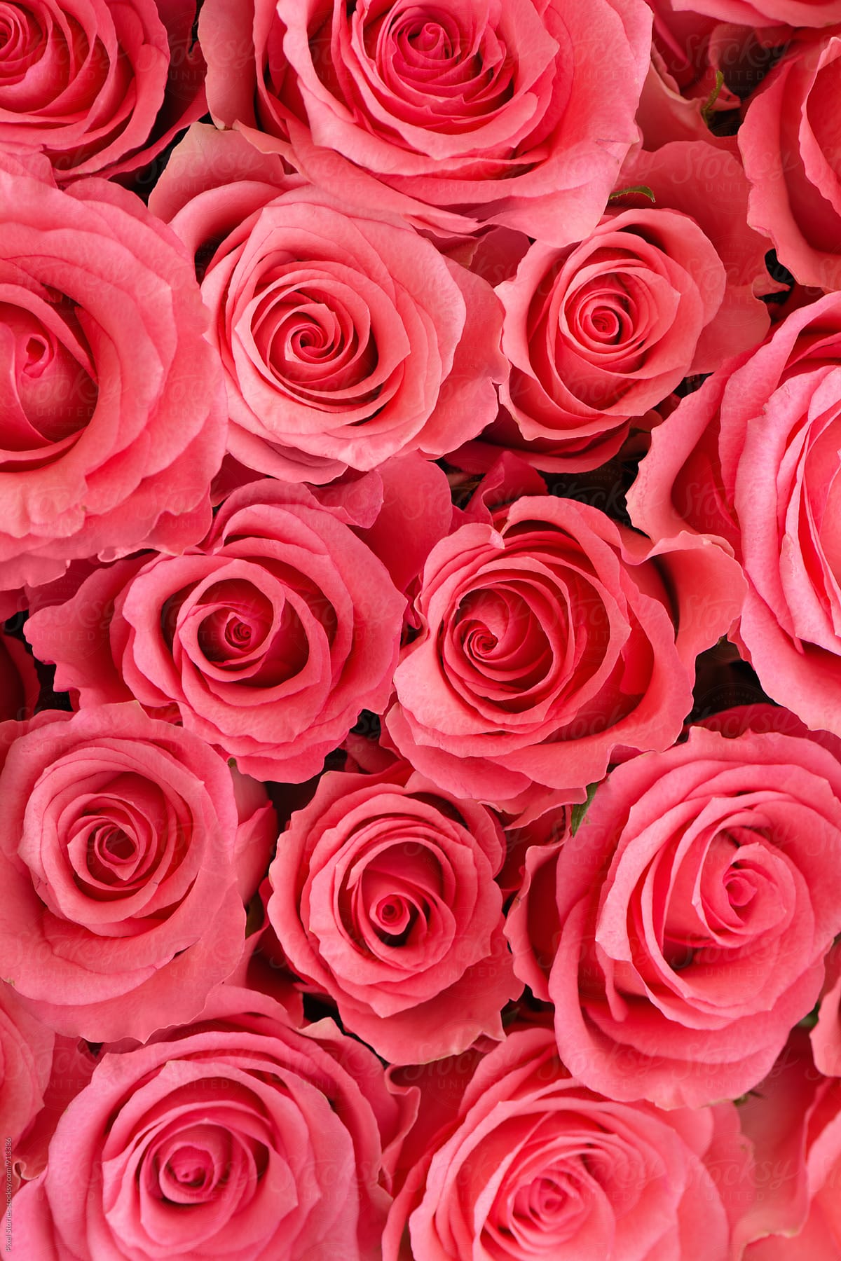 Detail Pink Rose Background Nomer 15