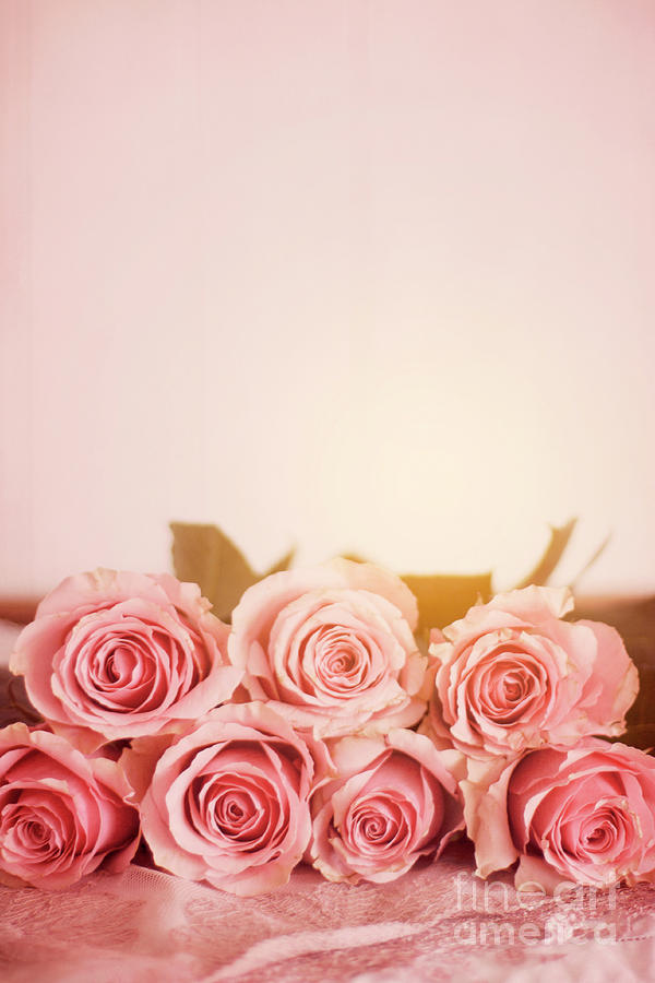 Detail Pink Rose Background Nomer 20