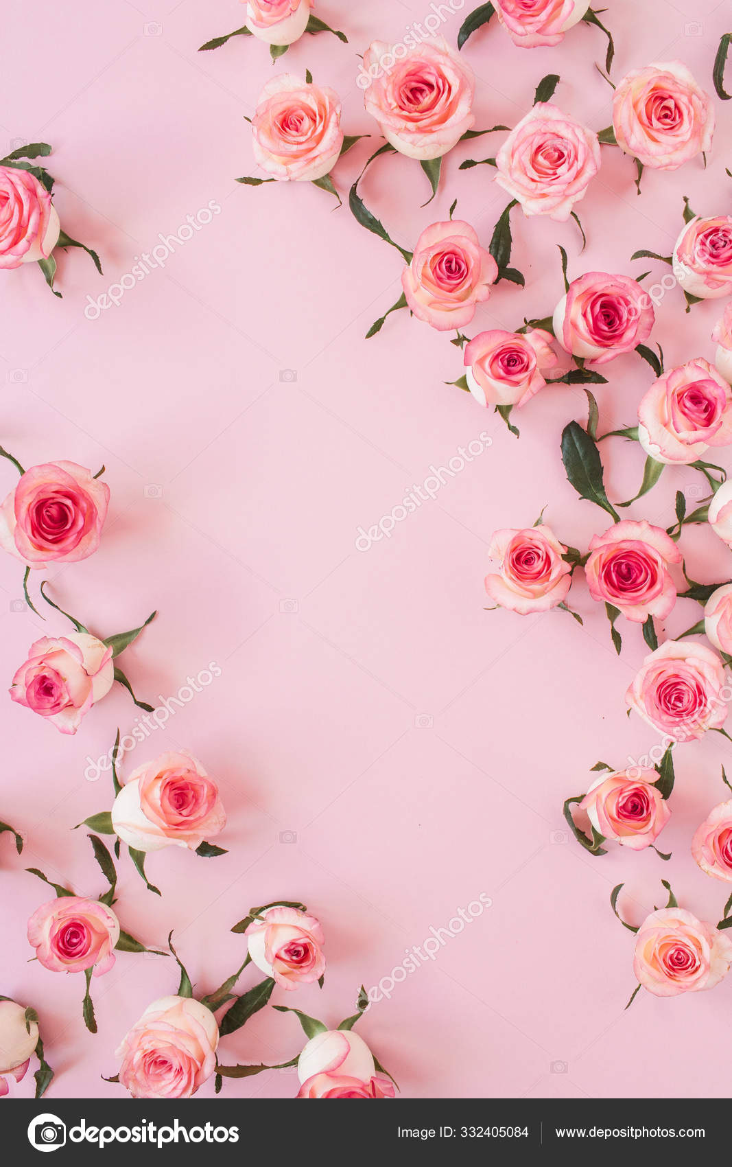 Detail Pink Rose Background Nomer 30