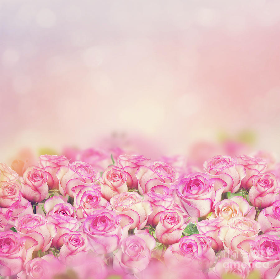 Detail Pink Rose Background Nomer 35