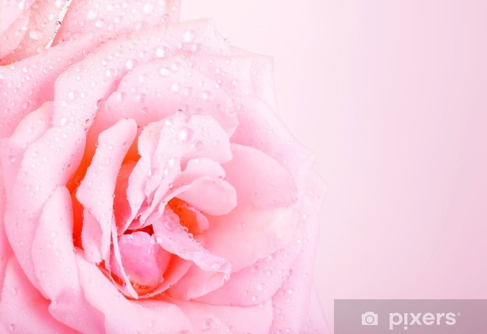 Detail Pink Rose Background Nomer 38