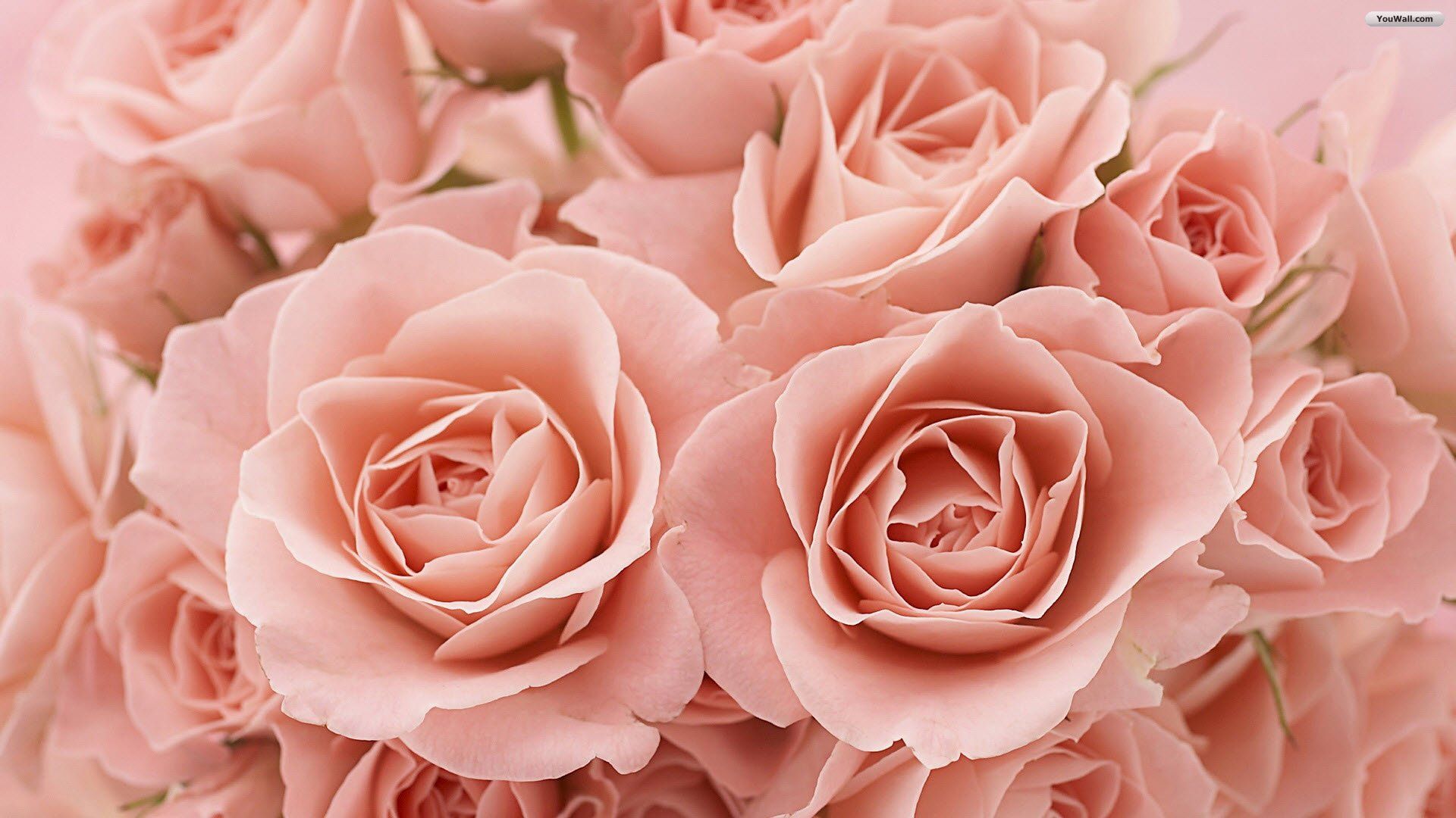 Detail Pink Rose Background Nomer 40