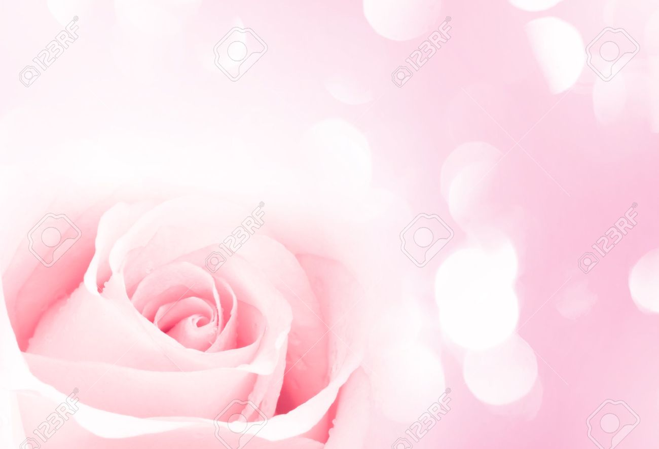 Detail Pink Rose Background Nomer 53