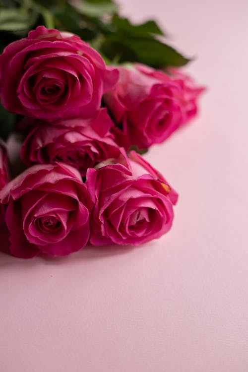 Detail Pink Rose Background Nomer 54