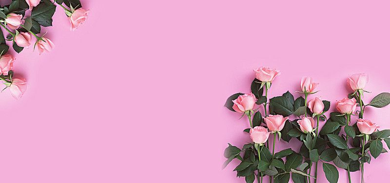 Detail Pink Rose Background Nomer 10