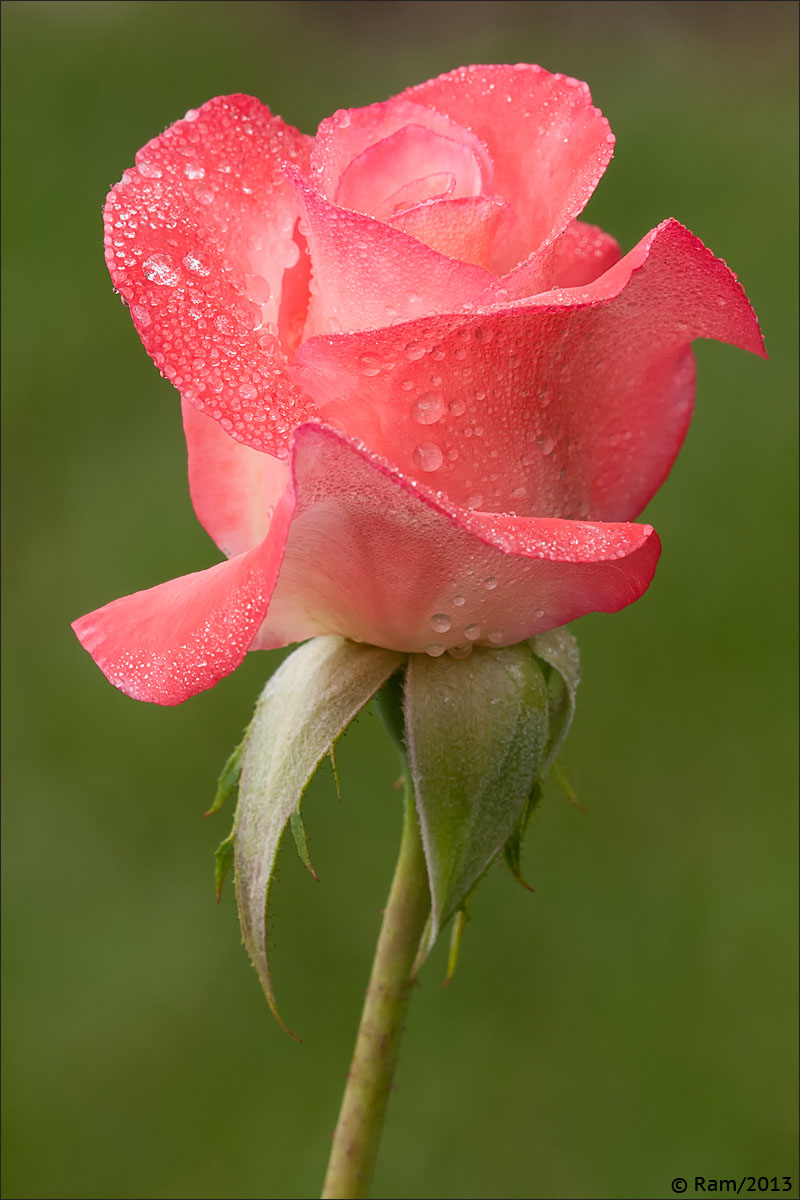 Detail Pink Rose Flower Images Nomer 15