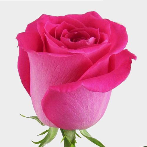 Detail Pink Rose Flower Images Nomer 16