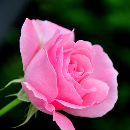 Detail Pink Rose Flower Images Nomer 32