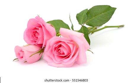 Detail Pink Rose Flower Images Nomer 5