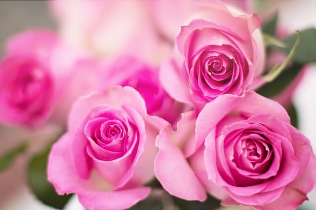 Detail Pink Rose Flower Images Nomer 46