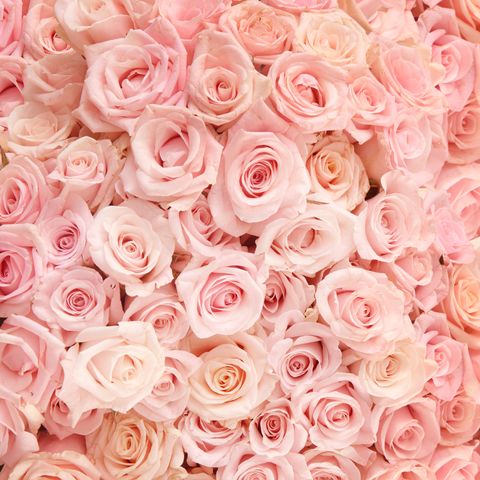 Detail Pink Rose Flower Images Nomer 48