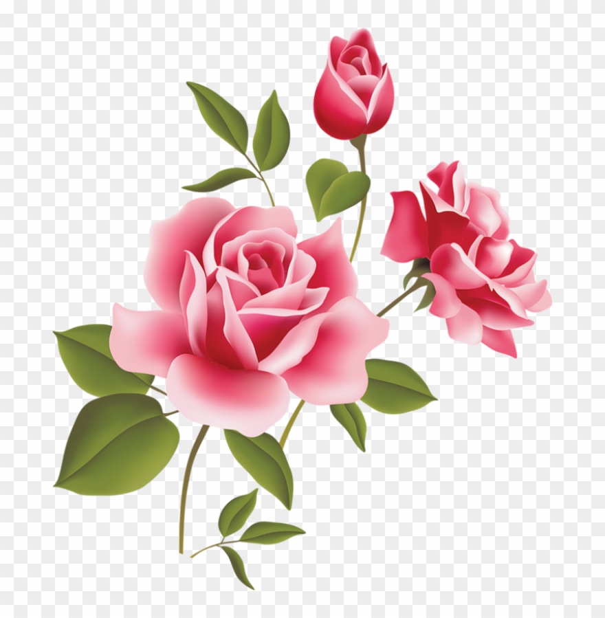 Pink Rose Flower Png - KibrisPDR