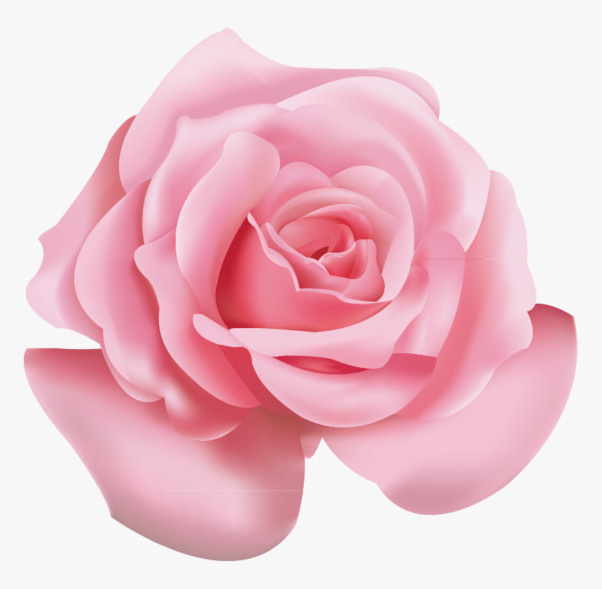 Detail Pink Rose Flower Png Nomer 9