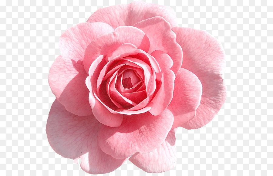 Detail Pink Rose Flower Png Nomer 10