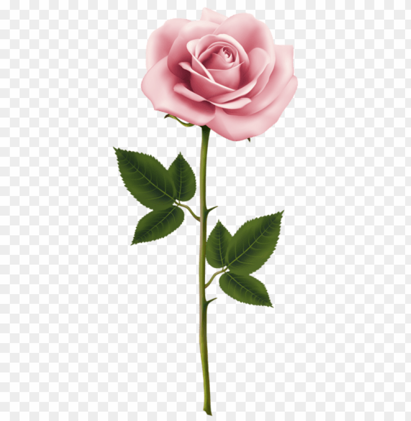 Detail Pink Rose Flower Png Nomer 13