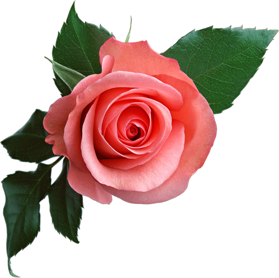 Detail Pink Rose Flower Png Nomer 16