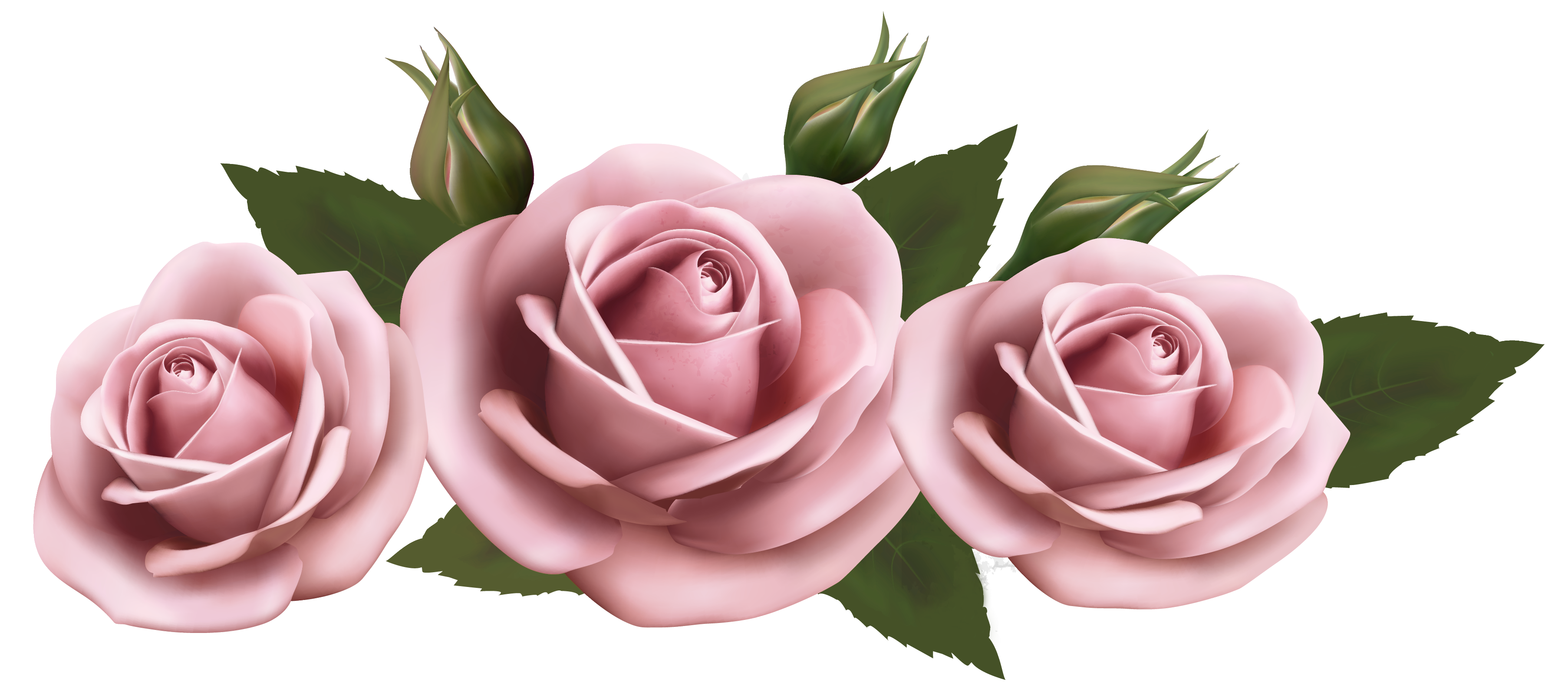 Detail Pink Rose Flower Png Nomer 17