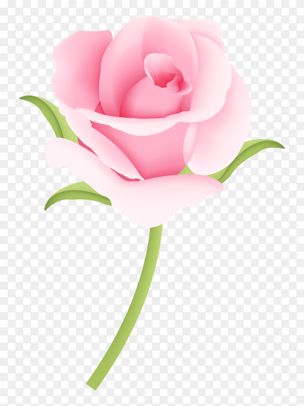 Download Pink Rose Flower Png Nomer 18