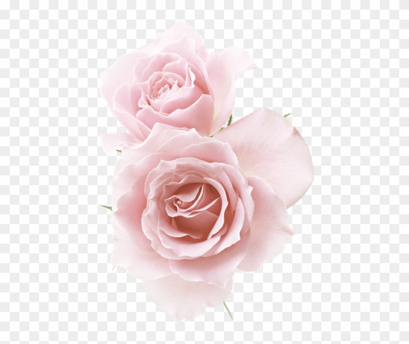 Detail Pink Rose Flower Png Nomer 19