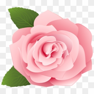 Detail Pink Rose Flower Png Nomer 20