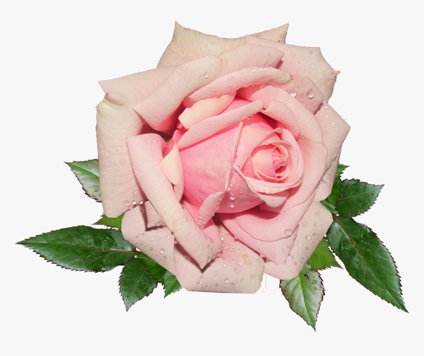 Detail Pink Rose Flower Png Nomer 21