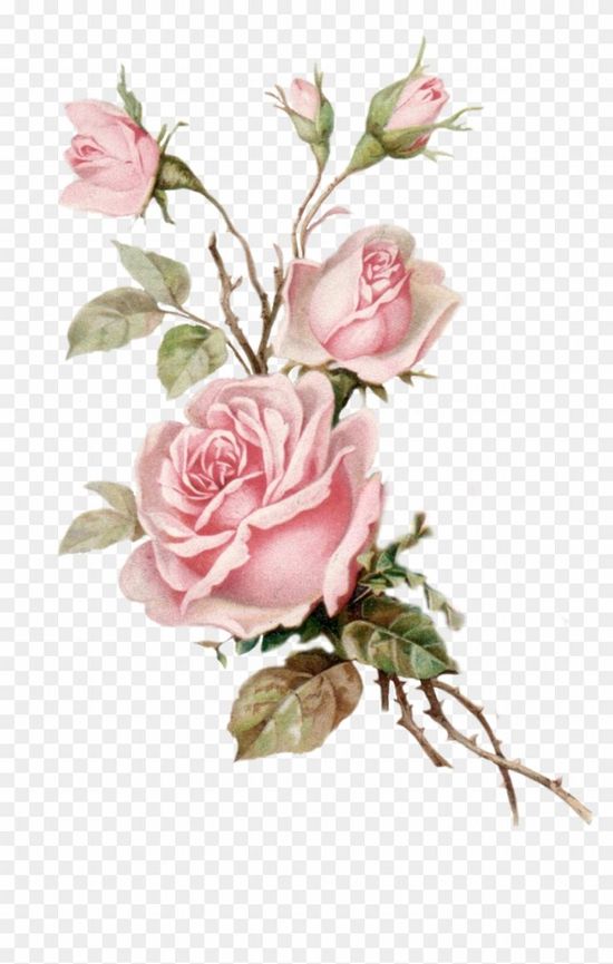 Detail Pink Rose Flower Png Nomer 2