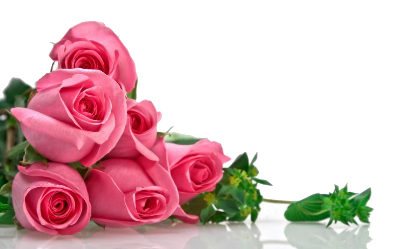 Detail Pink Rose Flower Png Nomer 26