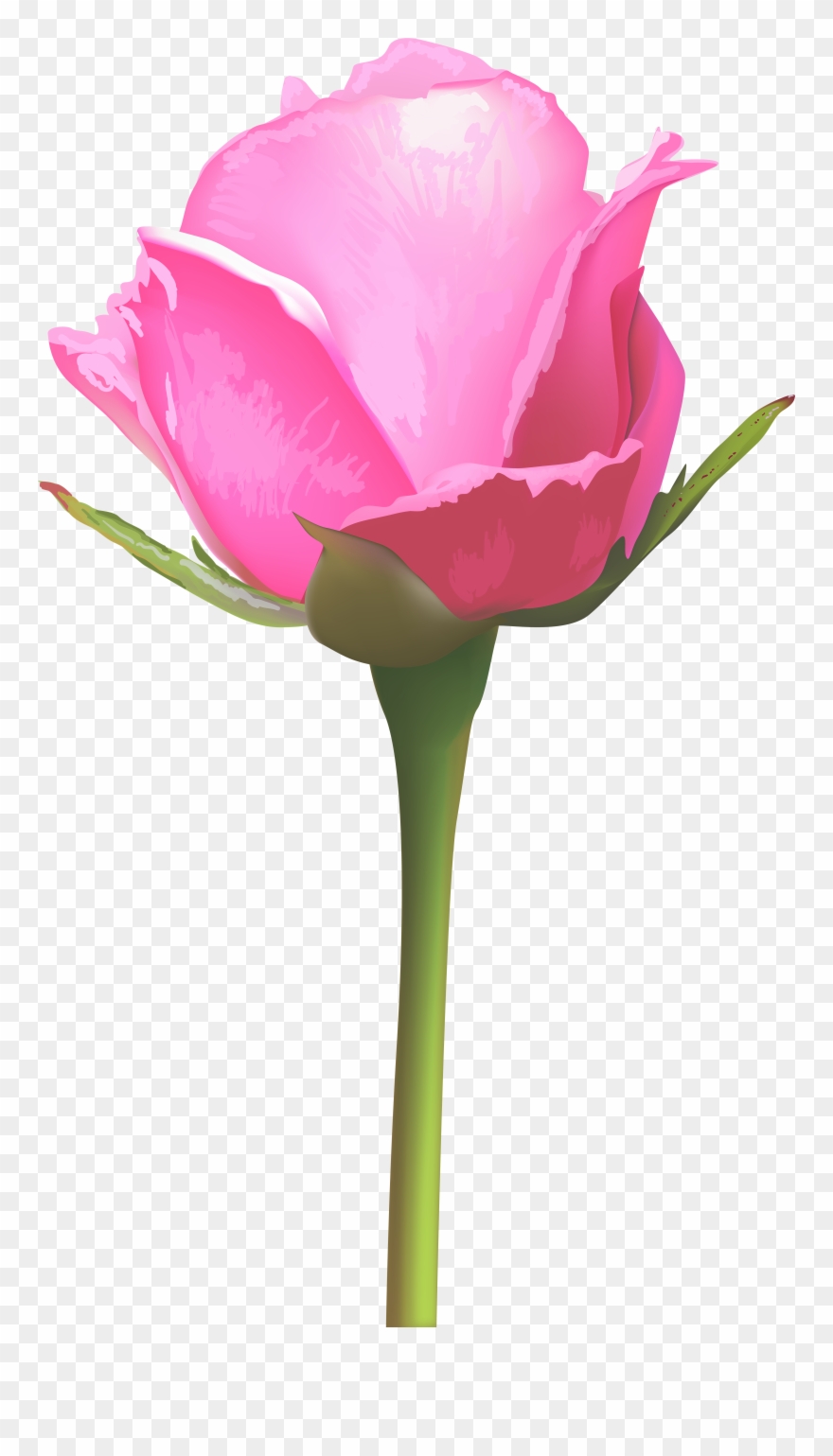 Detail Pink Rose Flower Png Nomer 28