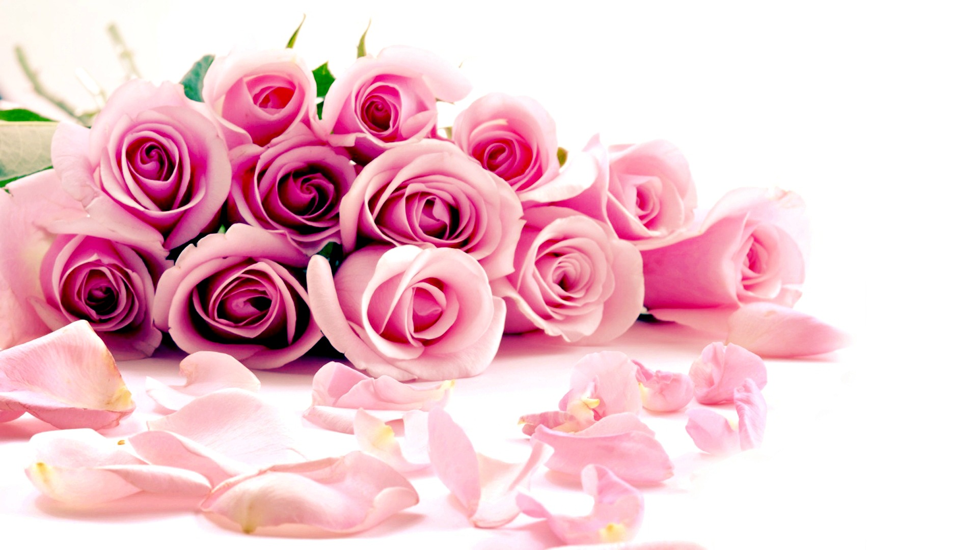 Detail Pink Rose Flower Png Nomer 31