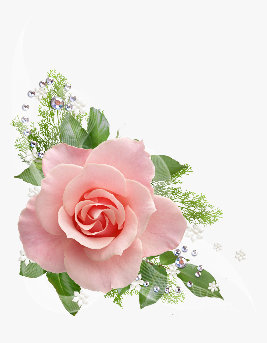 Detail Pink Rose Flower Png Nomer 37