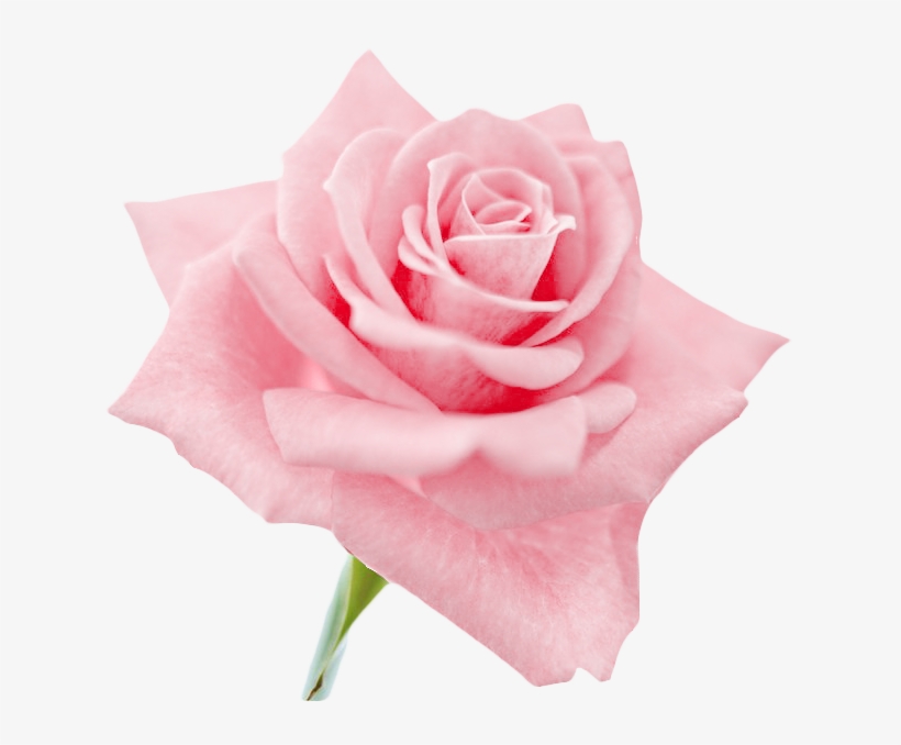 Detail Pink Rose Flower Png Nomer 41