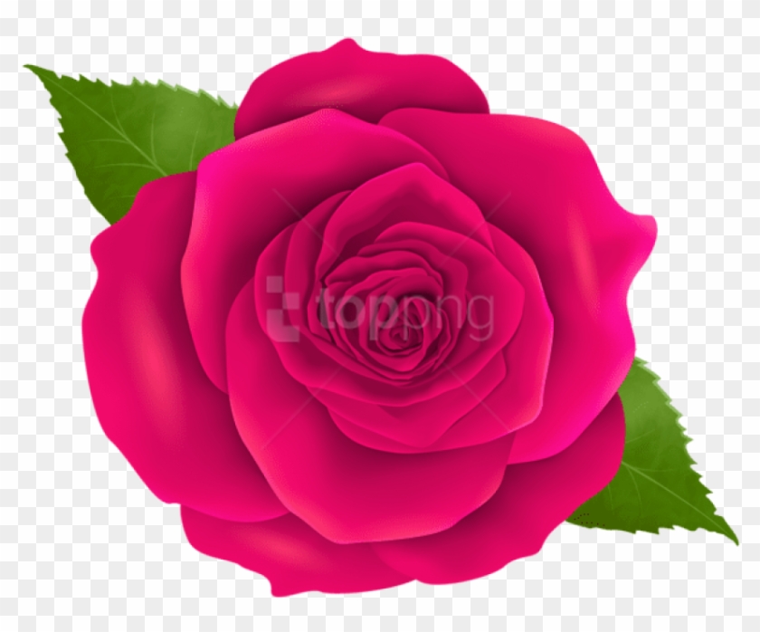 Detail Pink Rose Flower Png Nomer 7