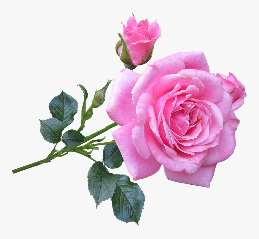 Detail Pink Rose Flower Png Nomer 8