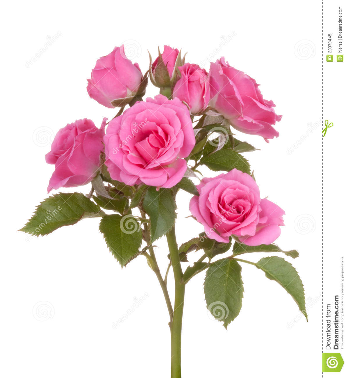 Detail Pink Rose Flowers Images Nomer 13