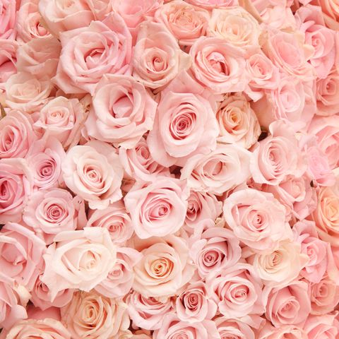 Detail Pink Rose Flowers Images Nomer 22