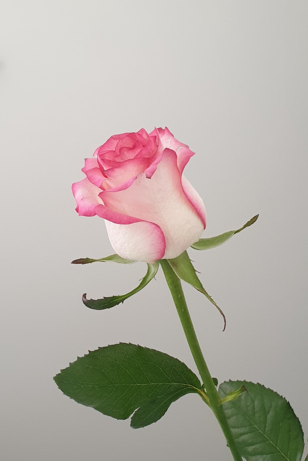 Detail Pink Rose Flowers Images Nomer 24