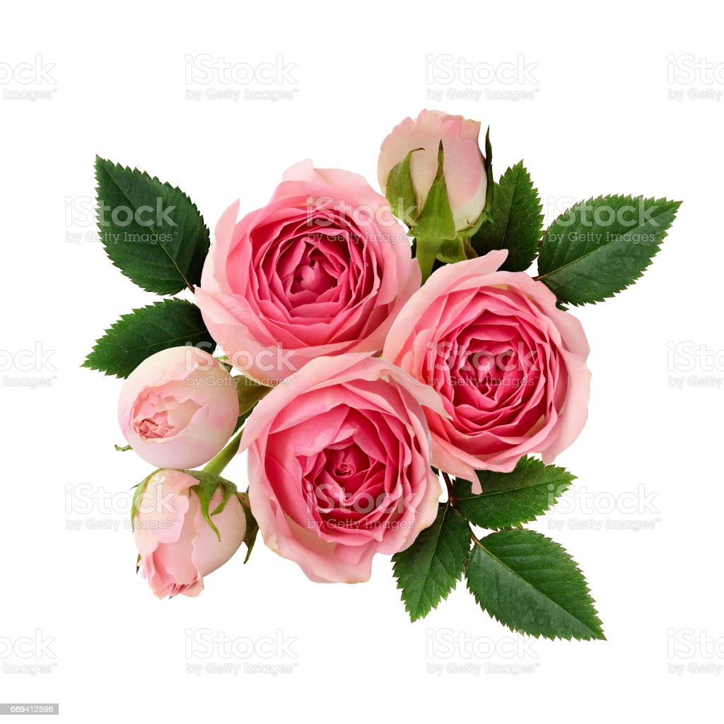 Detail Pink Rose Flowers Images Nomer 5