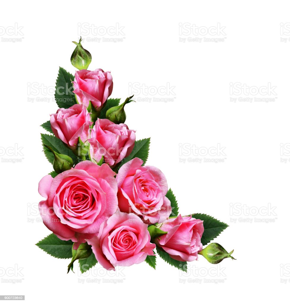 Detail Pink Rose Flowers Images Nomer 43