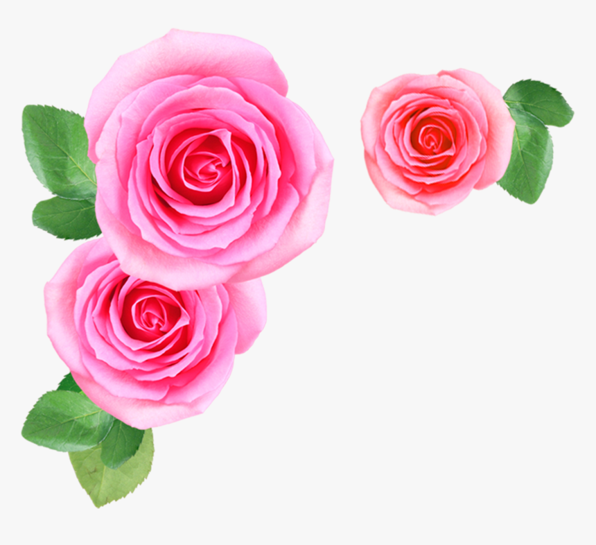 Detail Pink Rose Flowers Images Nomer 51